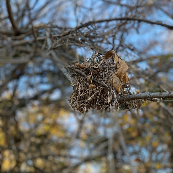 sparrowfind